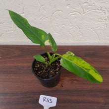 Load image into Gallery viewer, #R43 Variegated Philodendron Domesticum