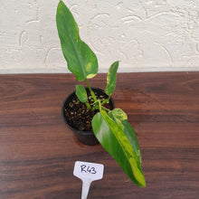 Load image into Gallery viewer, #R43 Variegated Philodendron Domesticum