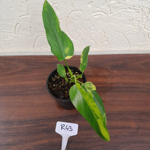#R43 Variegated Philodendron Domesticum