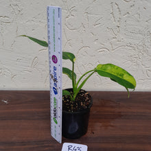 Load image into Gallery viewer, #R43 Variegated Philodendron Domesticum