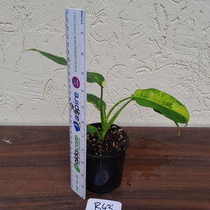 #R43 Variegated Philodendron Domesticum