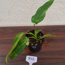 Load image into Gallery viewer, #R43 Variegated Philodendron Domesticum