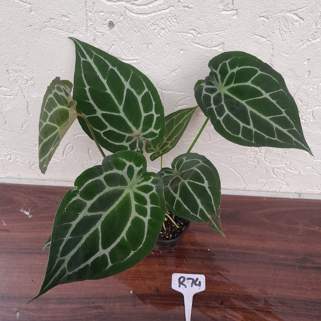 #R74 Anthurium Crystallinum x Forgetii