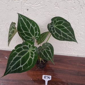 #R74 Anthurium Crystallinum x Forgetii