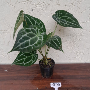 #R74 Anthurium Crystallinum x Forgetii