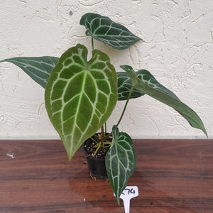 #R74 Anthurium Crystallinum x Forgetii