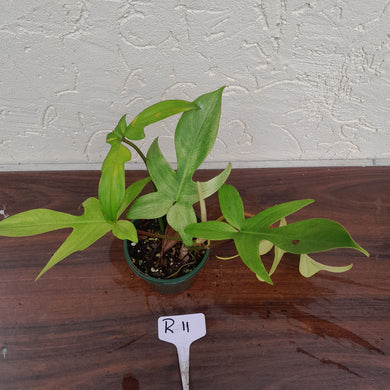 #R11 Philodendron Florida Ghost