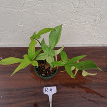 Load image into Gallery viewer, #R11 Philodendron Florida Ghost