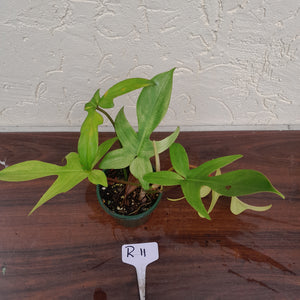 #R11 Philodendron Florida Ghost