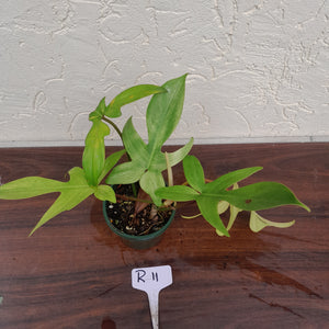 #R11 Philodendron Florida Ghost