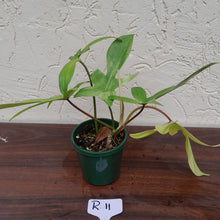 Load image into Gallery viewer, #R11 Philodendron Florida Ghost