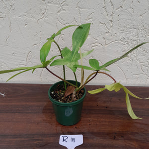 #R11 Philodendron Florida Ghost