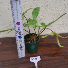 Load image into Gallery viewer, #R11 Philodendron Florida Ghost
