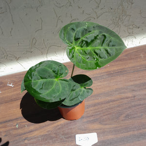 #i34 Anthurium Dressleri x Forgetii