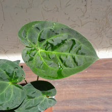 Load image into Gallery viewer, #i34 Anthurium Dressleri x Forgetii