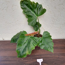 Load image into Gallery viewer, #i80 Philodendron Corsinianum / Bronze Shield