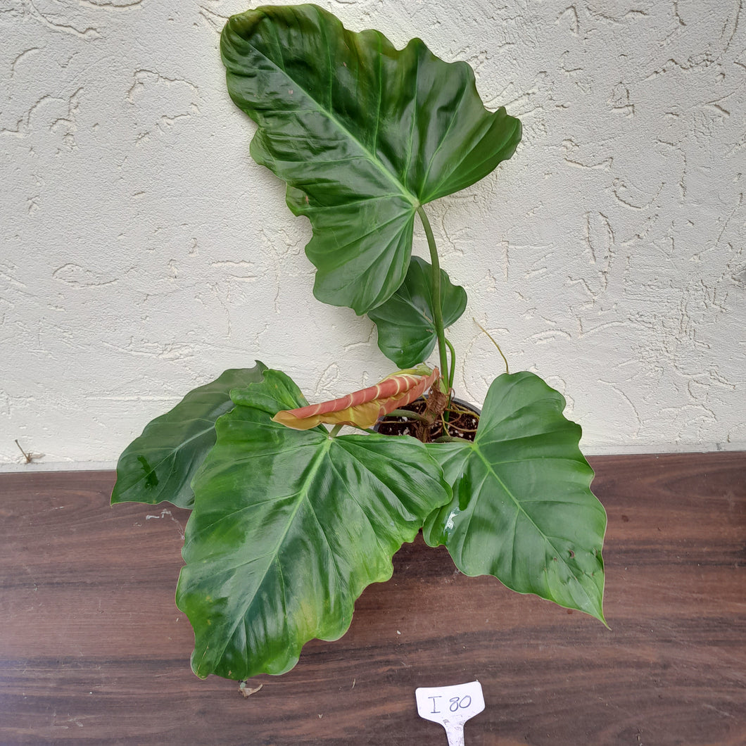 #i80 Philodendron Corsinianum / Bronze Shield