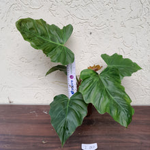 Load image into Gallery viewer, #i80 Philodendron Corsinianum / Bronze Shield
