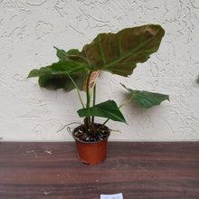 Load image into Gallery viewer, #i80 Philodendron Corsinianum / Bronze Shield