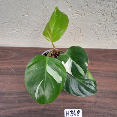#H348 Philodendron White Knight