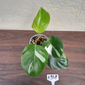 #H348 Philodendron White Knight