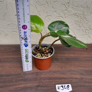 #H348 Philodendron White Knight