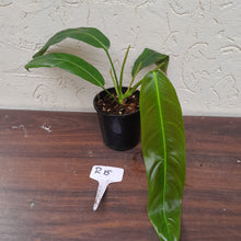 Load image into Gallery viewer, #R15 Philodendron Patriciae