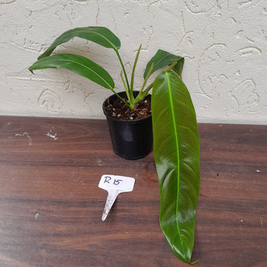 #R15 Philodendron Patriciae
