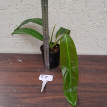 Load image into Gallery viewer, #R15 Philodendron Patriciae