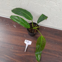 Load image into Gallery viewer, #R15 Philodendron Patriciae