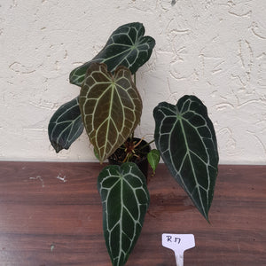 #R17 Two x Dark Anthurium Crystallinum x Forgetii