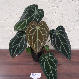 #R17 Two x Dark Anthurium Crystallinum x Forgetii