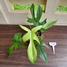 Load image into Gallery viewer, #i64 Philodendron Florida Ghost