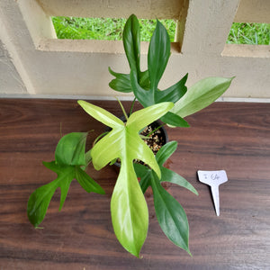#i64 Philodendron Florida Ghost