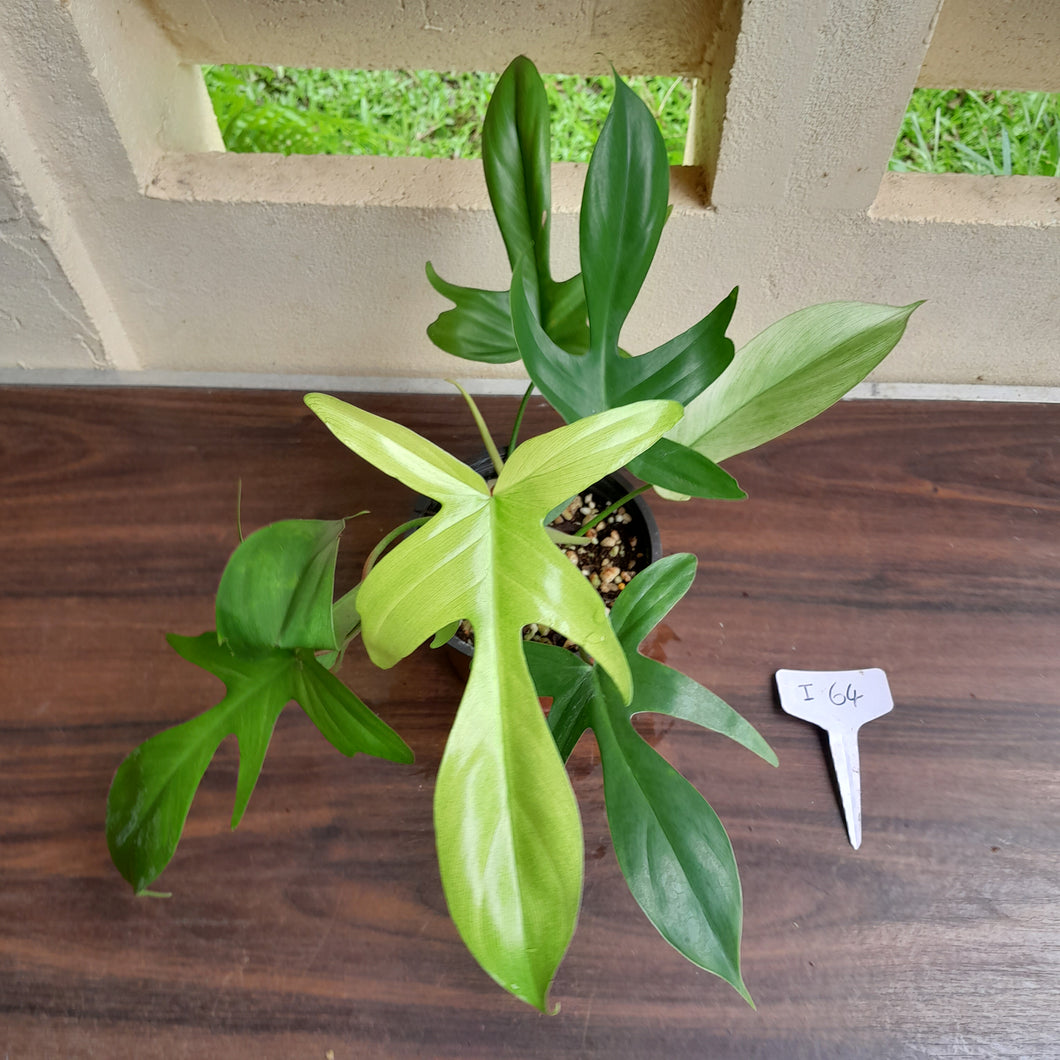 #i64 Philodendron Florida Ghost