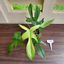Load image into Gallery viewer, #i64 Philodendron Florida Ghost