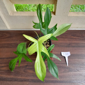 #i64 Philodendron Florida Ghost
