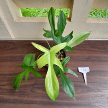 Load image into Gallery viewer, #i64 Philodendron Florida Ghost