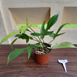 #i64 Philodendron Florida Ghost
