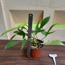 Load image into Gallery viewer, #i64 Philodendron Florida Ghost