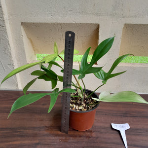 #i64 Philodendron Florida Ghost