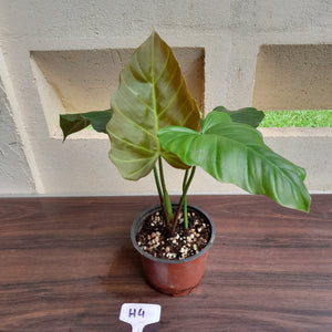 #H4 Philodendron Corsinianum / Bronze Shield