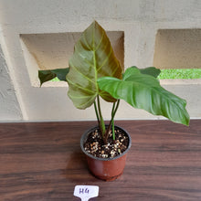 Load image into Gallery viewer, #H4 Philodendron Corsinianum / Bronze Shield