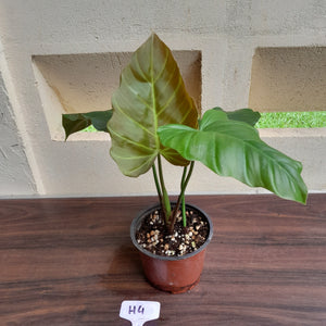 #H4 Philodendron Corsinianum / Bronze Shield