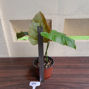 #H4 Philodendron Corsinianum / Bronze Shield