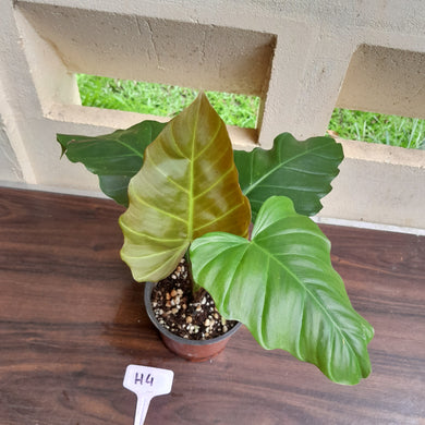 #H4 Philodendron Corsinianum / Bronze Shield
