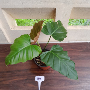 #H4 Philodendron Corsinianum / Bronze Shield