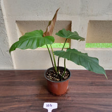 Load image into Gallery viewer, #H4 Philodendron Corsinianum / Bronze Shield