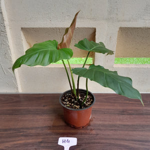 #H4 Philodendron Corsinianum / Bronze Shield