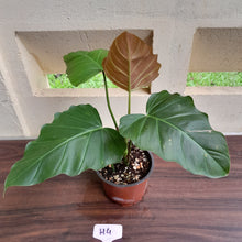 Load image into Gallery viewer, #H4 Philodendron Corsinianum / Bronze Shield